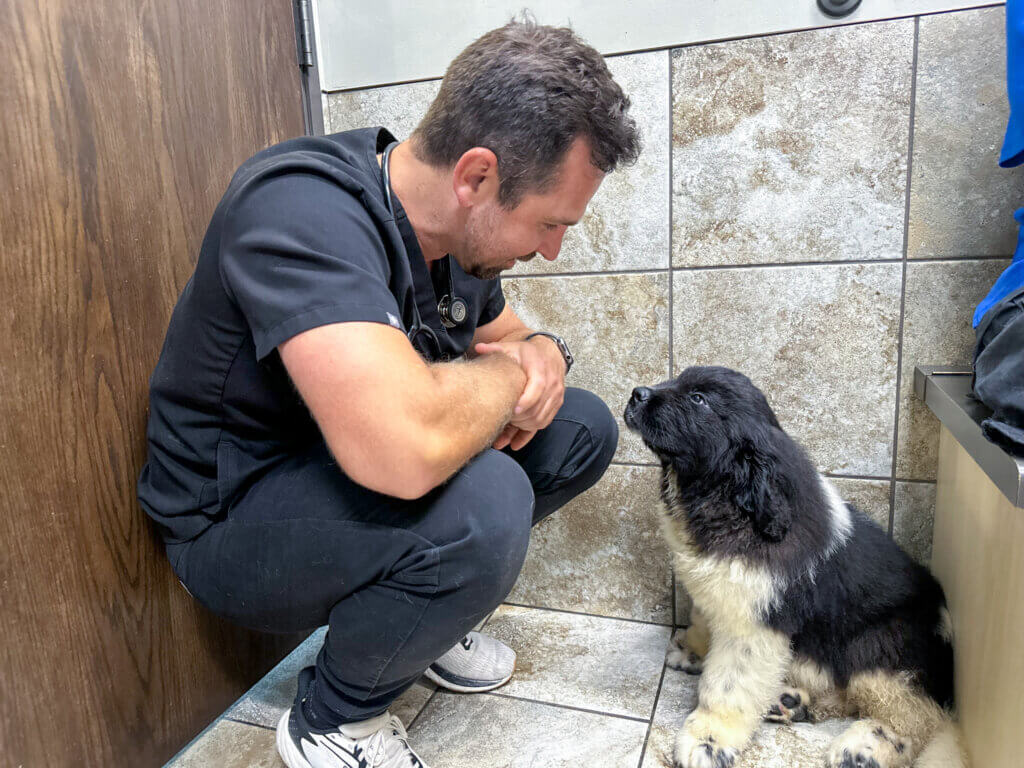 Veterinarian with a puppy at Andover Animal Hospital in Andover, MN