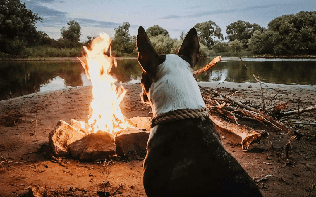 Camping Tips to Help You Enjoy the Outdoors with Your Pet