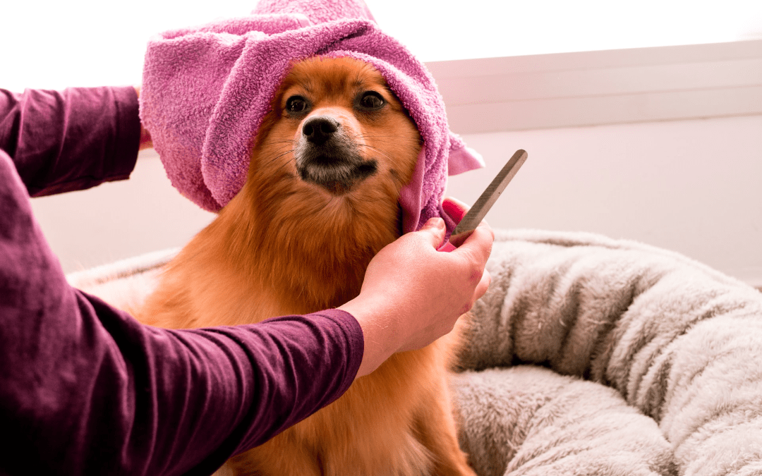 Pamper Your Pet! 5 Easy Ways to Show Your Pet All the Love