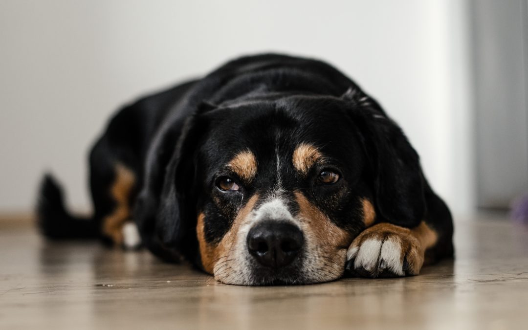 Is My Pet at Risk for Diabetes?