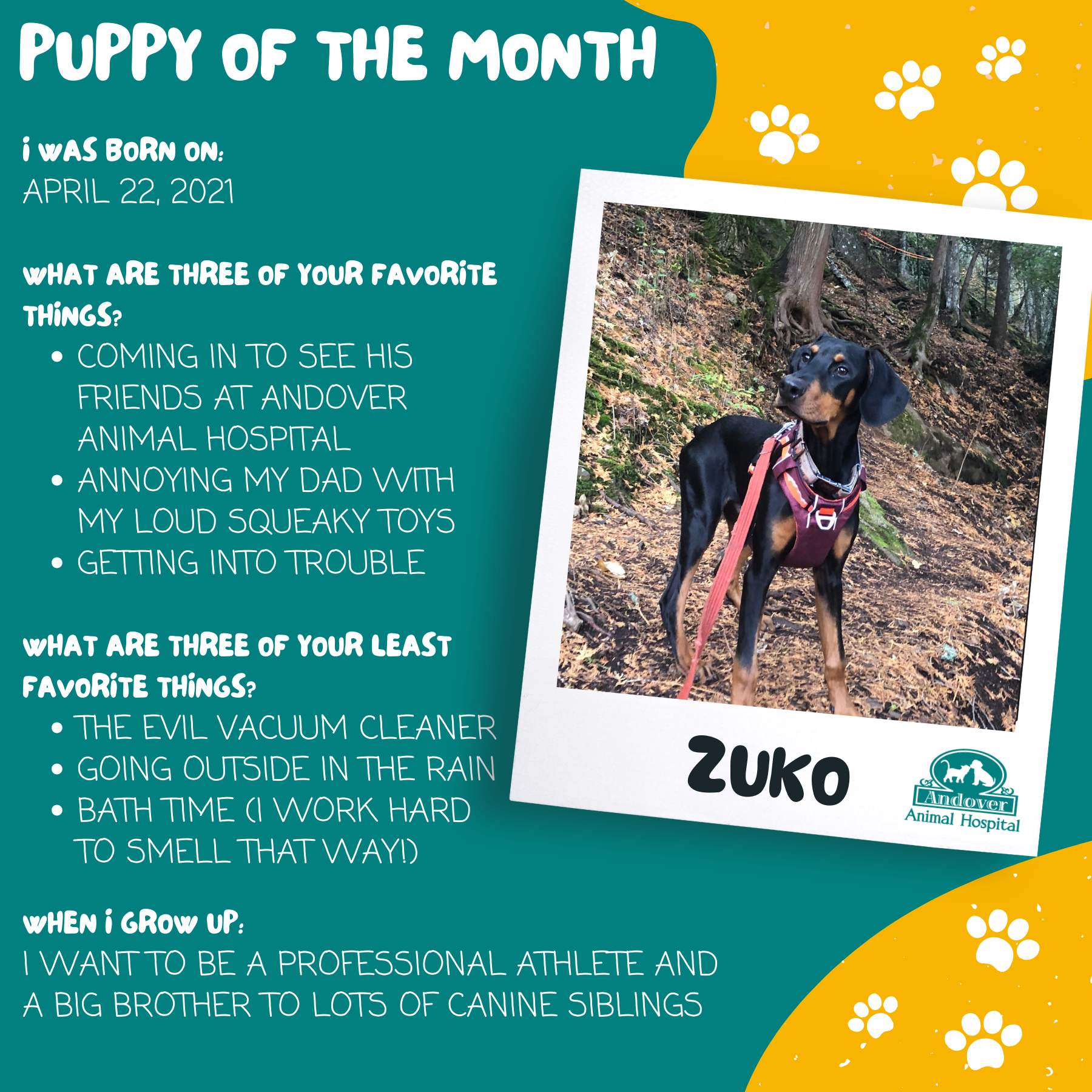 Puppy of the month Jan 2022
