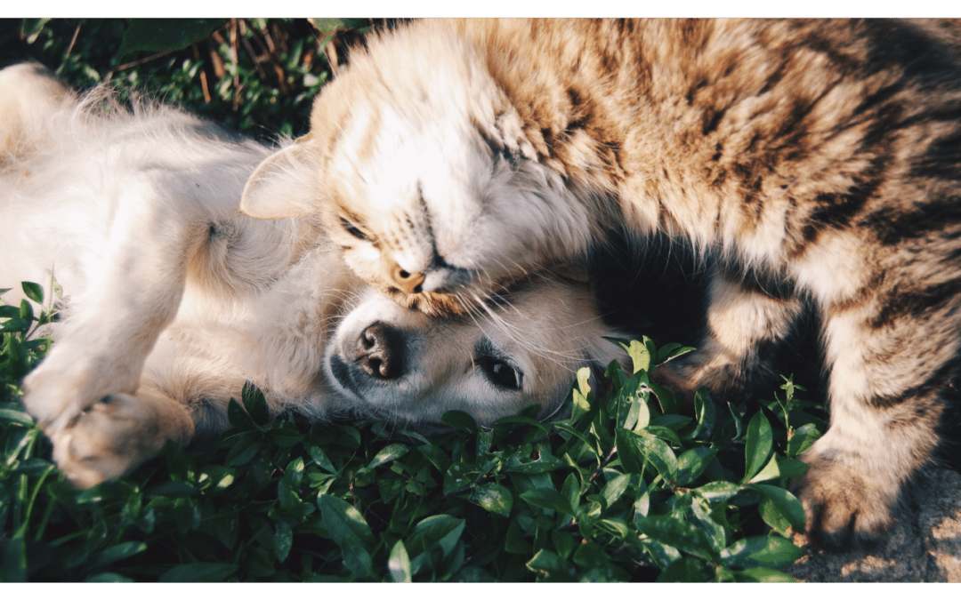 4 Ways to Show How Much You Love Your Pet on Valentine’s Day