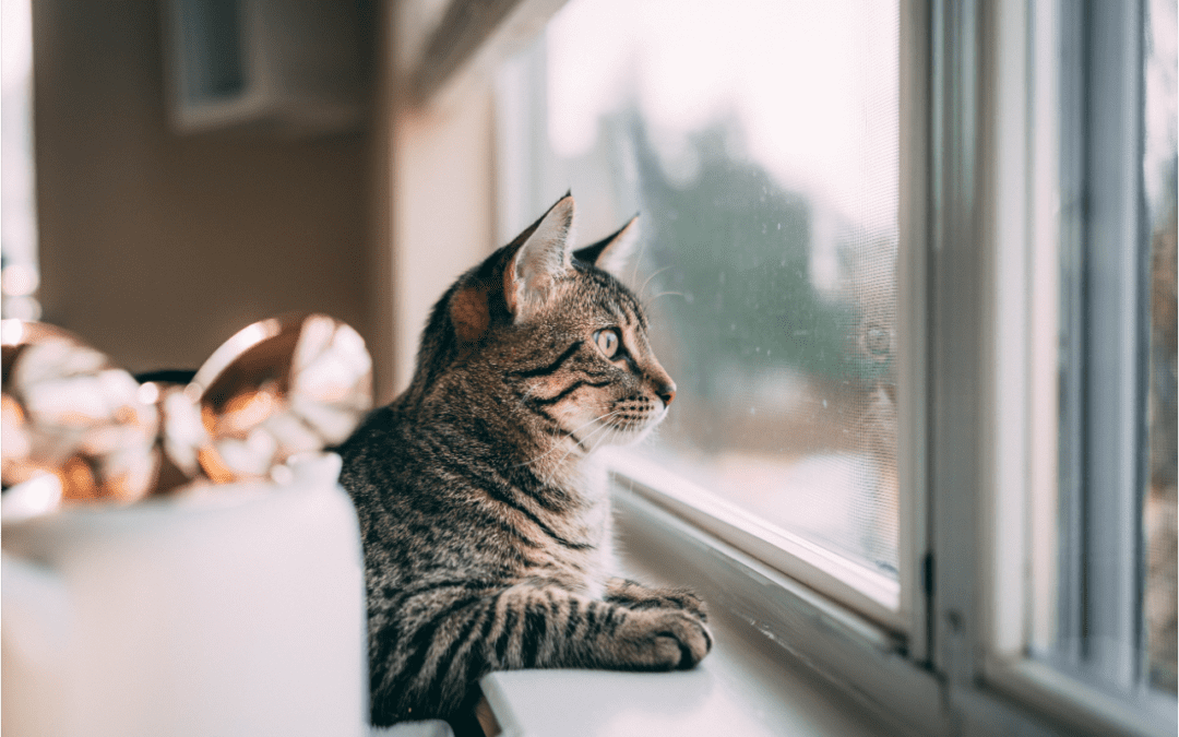 Enjoy the Warm Weather with Your Cat This Spring and Summer - Andover Animal  Hospital