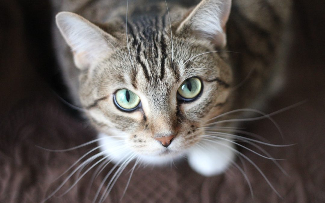 3 Ways to Help Your New Shelter Cat Feel at Home