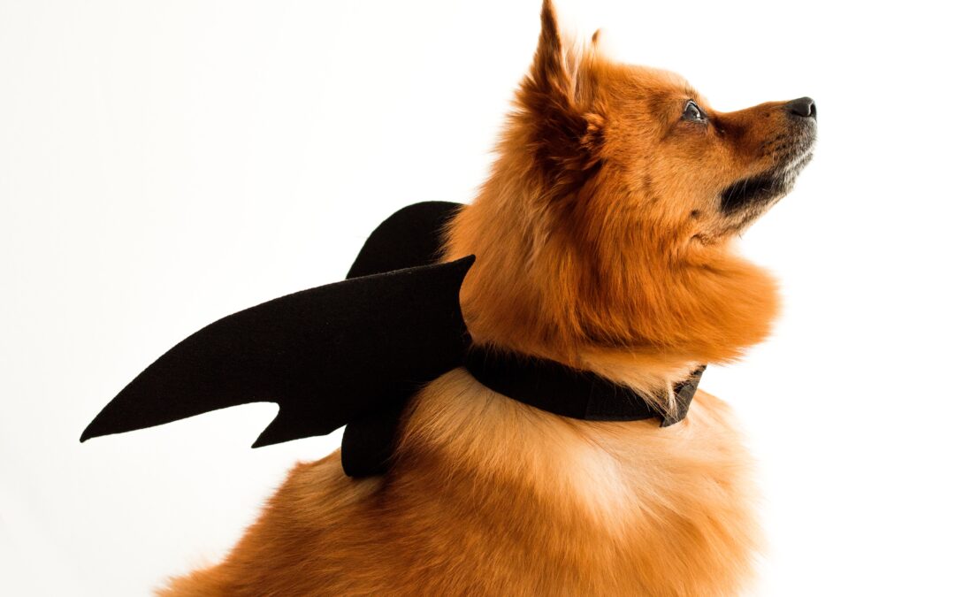Ensuring Your Furry Companions’ Well-Being: Tips for Halloween Pet Safety