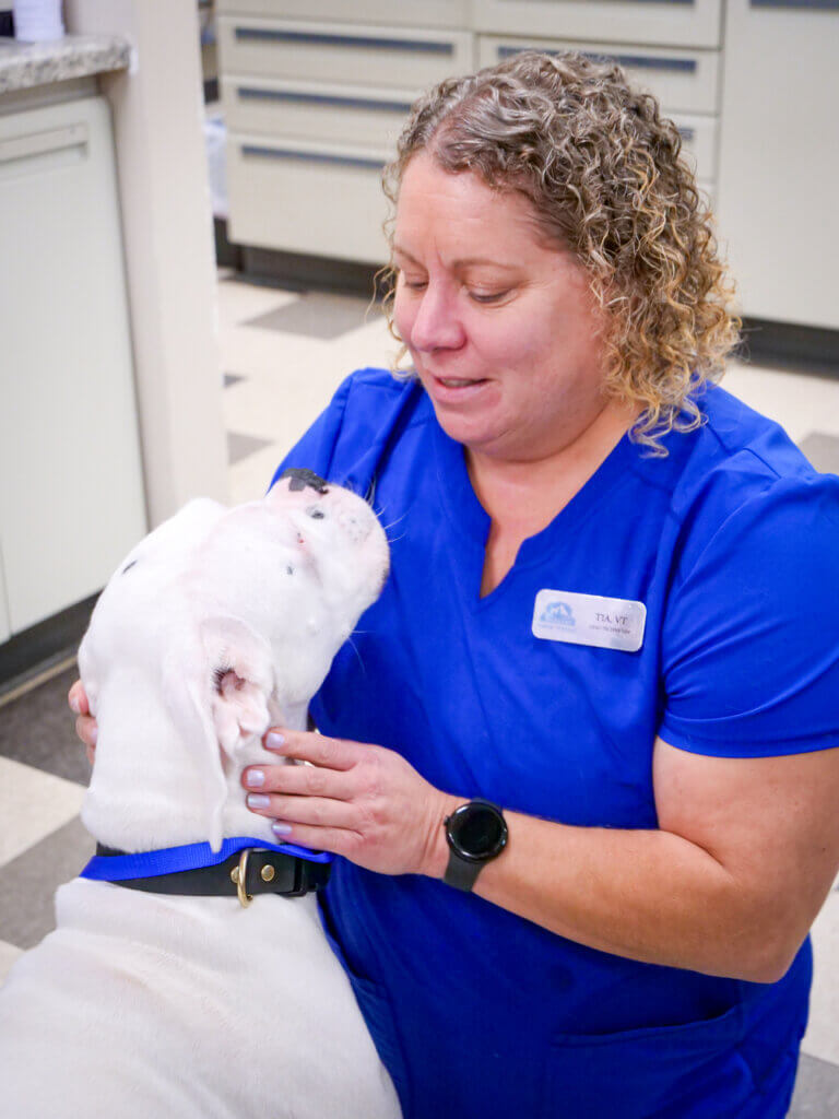 Veterinary team member caring for a dog at Andover Animal Hospital in Andover, MN