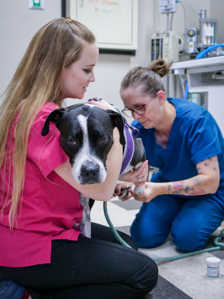 Veterinary team caring for a dog at Andover Animal Hospital in Andover, MN