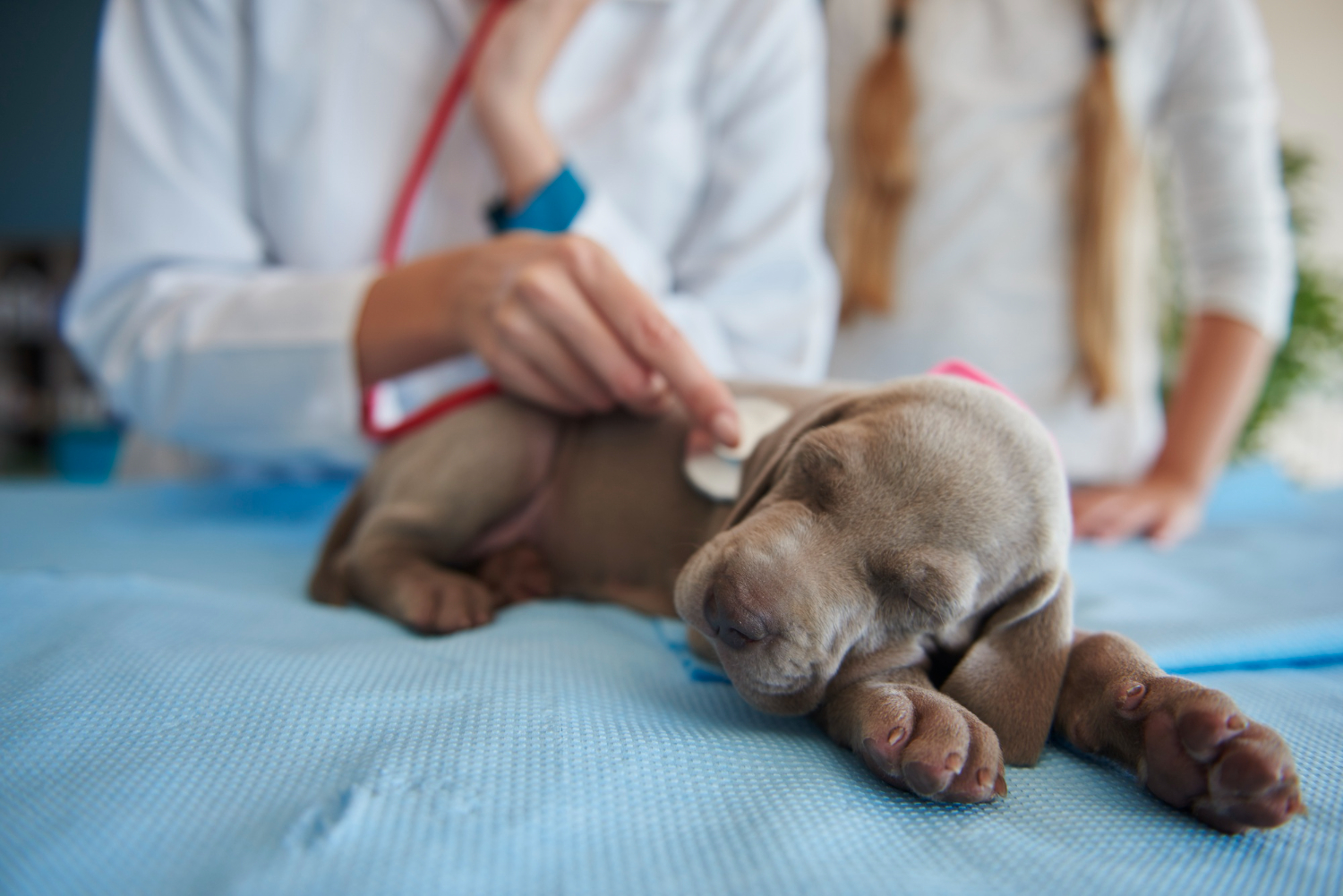 routine checkup of puppys health